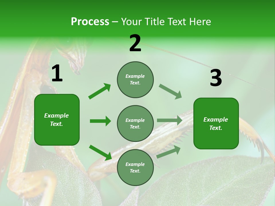 Close Wildlife Portrait PowerPoint Template