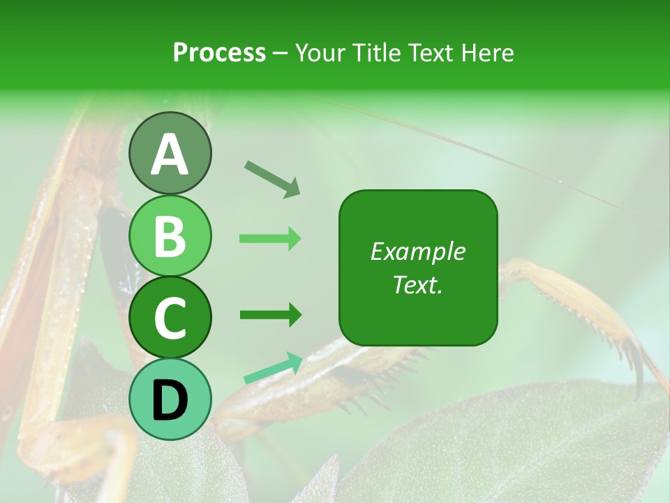 Close Wildlife Portrait PowerPoint Template