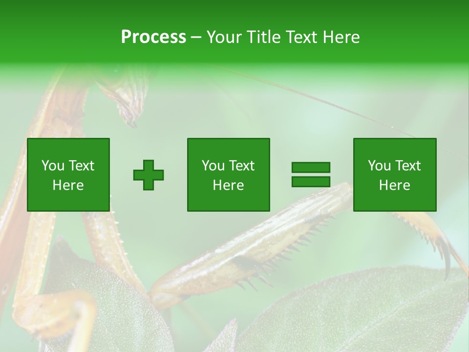 Close Wildlife Portrait PowerPoint Template
