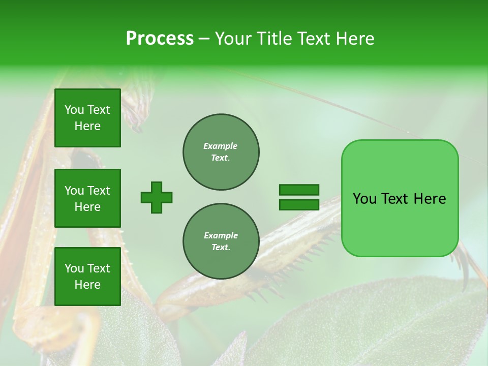 Close Wildlife Portrait PowerPoint Template