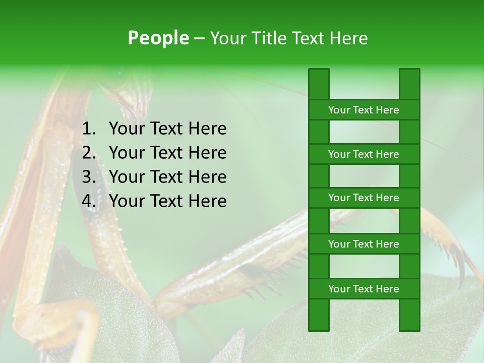 Close Wildlife Portrait PowerPoint Template