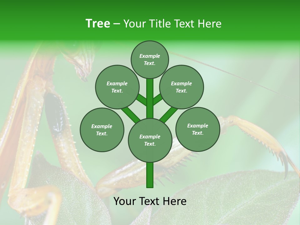 Close Wildlife Portrait PowerPoint Template