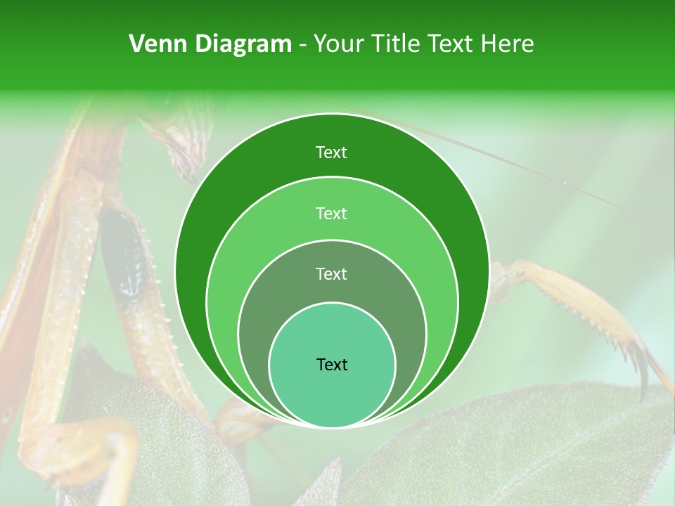 Close Wildlife Portrait PowerPoint Template