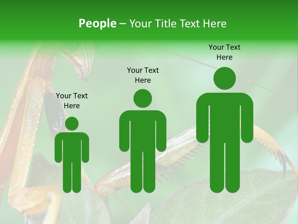 Close Wildlife Portrait PowerPoint Template