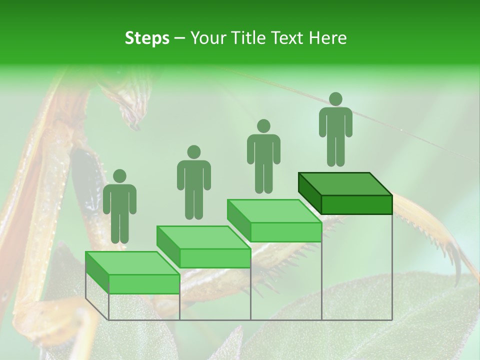 Close Wildlife Portrait PowerPoint Template