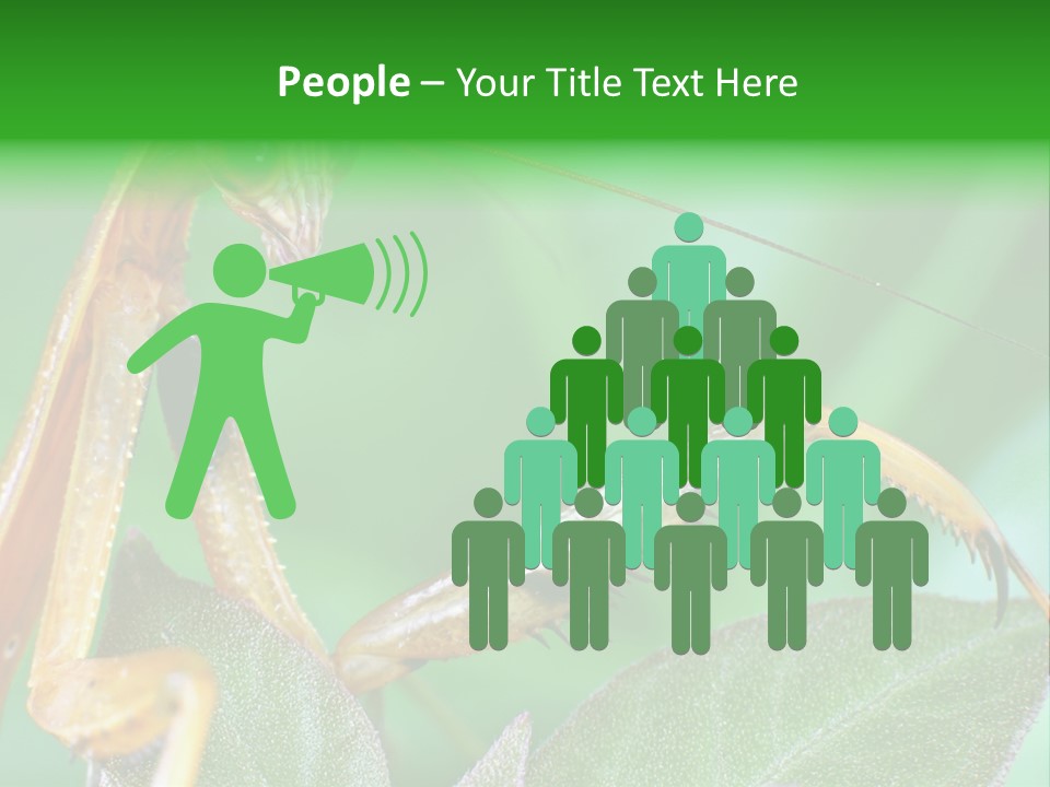 Close Wildlife Portrait PowerPoint Template