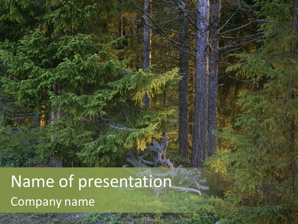 Wilderness Coniferous Vegetation PowerPoint Template
