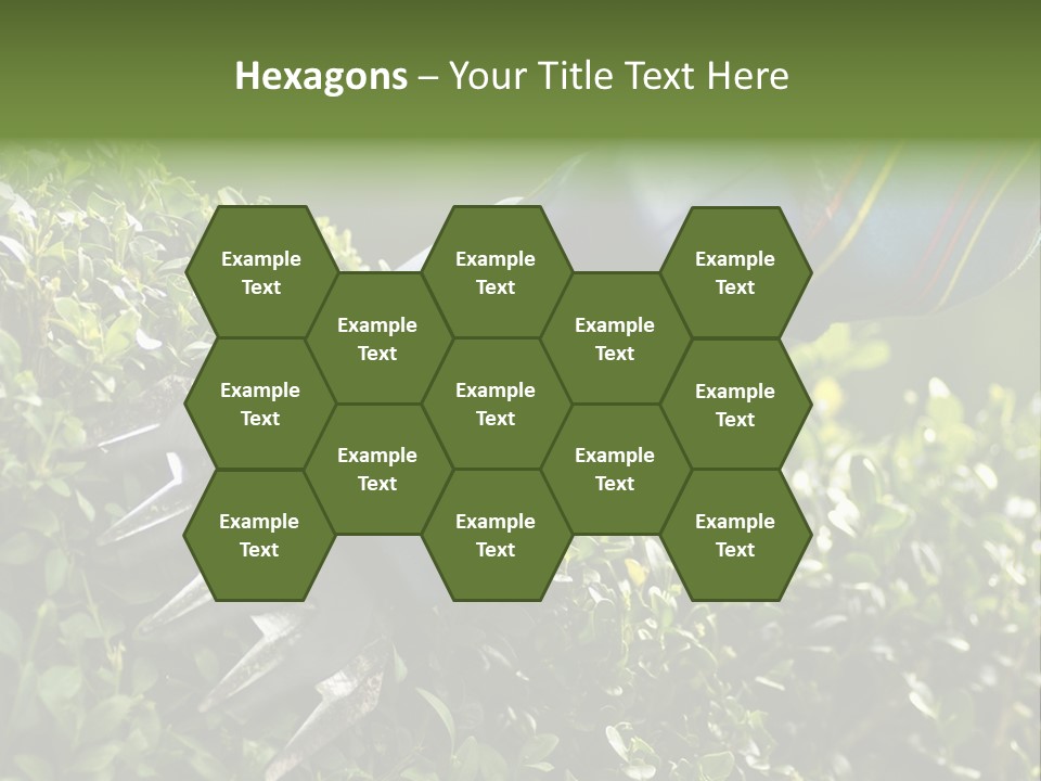 Boxwood Beech Working PowerPoint Template