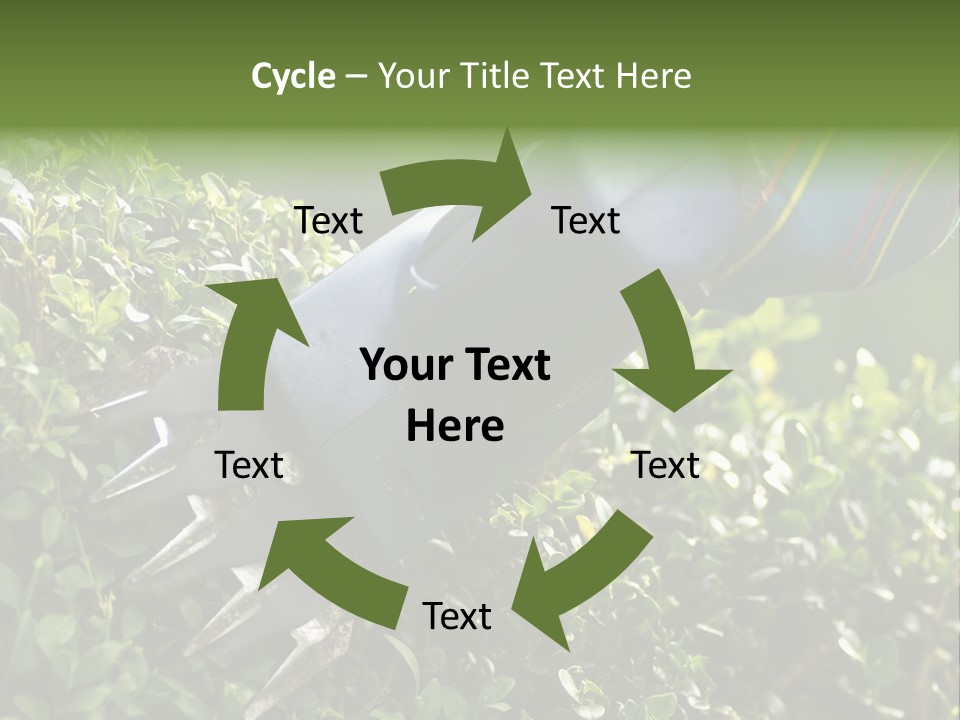 Boxwood Beech Working PowerPoint Template