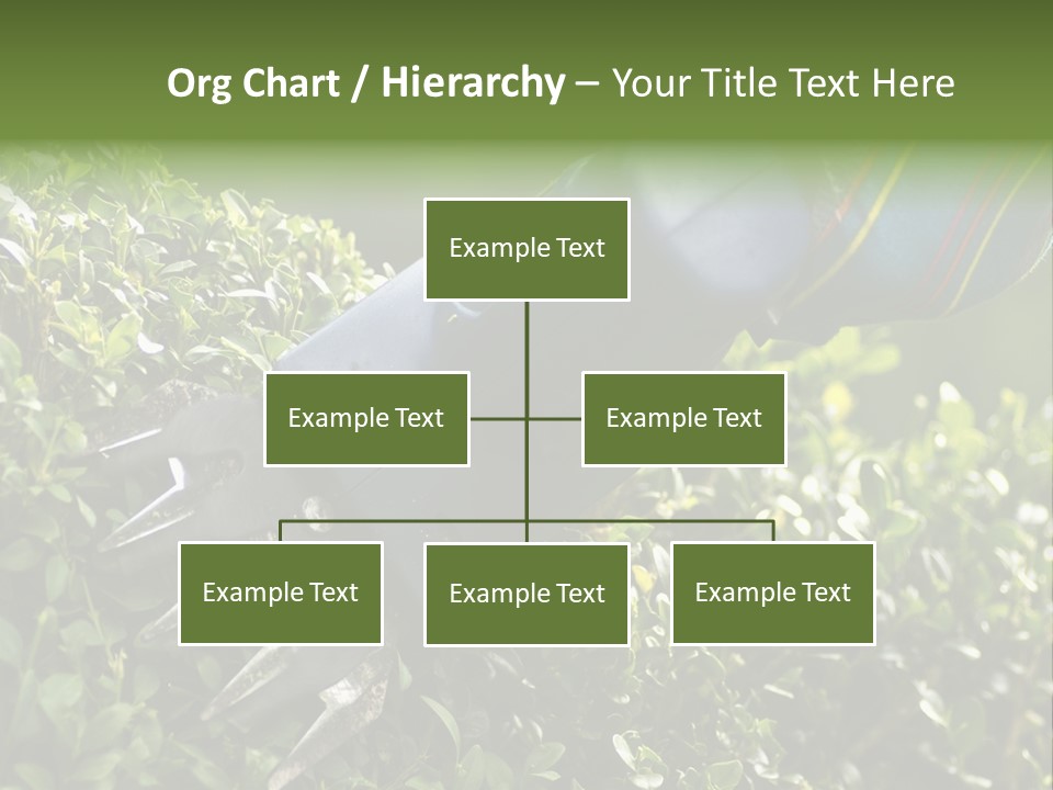 Boxwood Beech Working PowerPoint Template