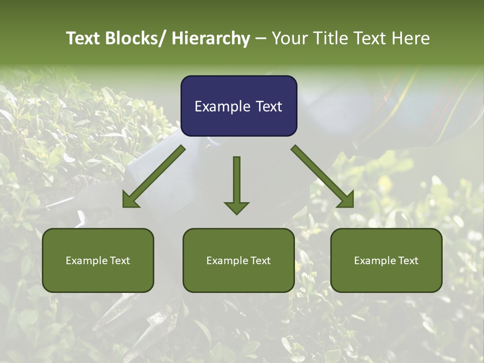 Boxwood Beech Working PowerPoint Template