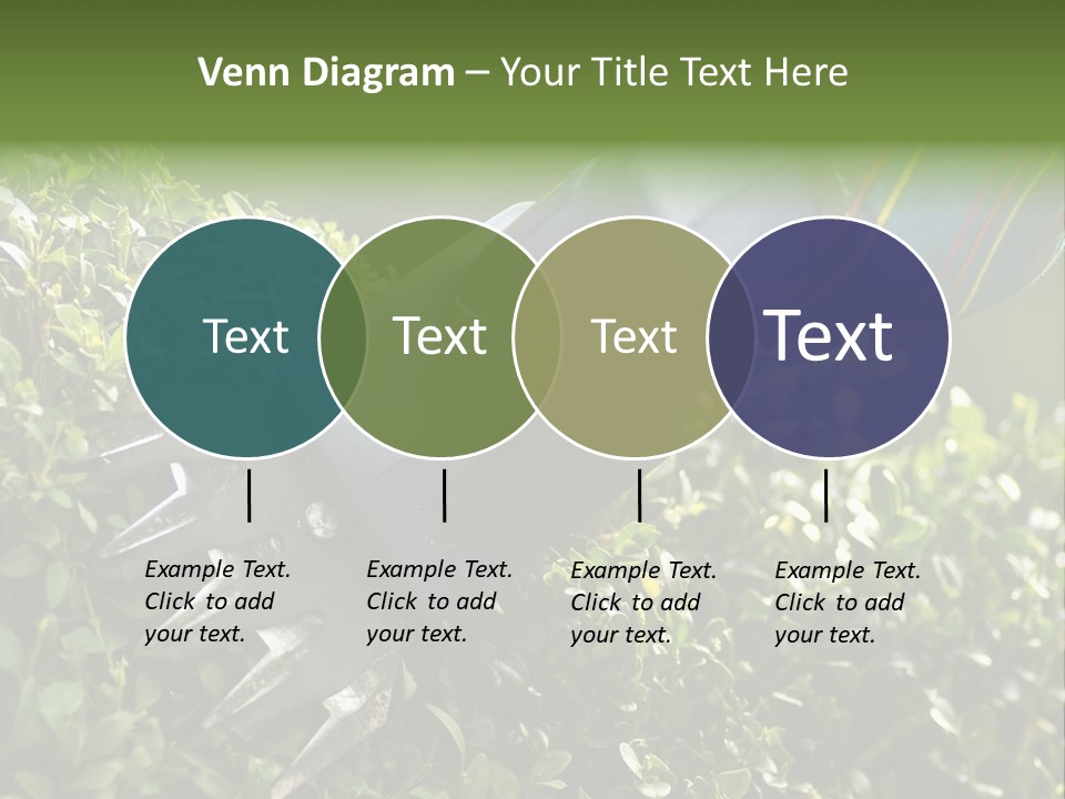Boxwood Beech Working PowerPoint Template