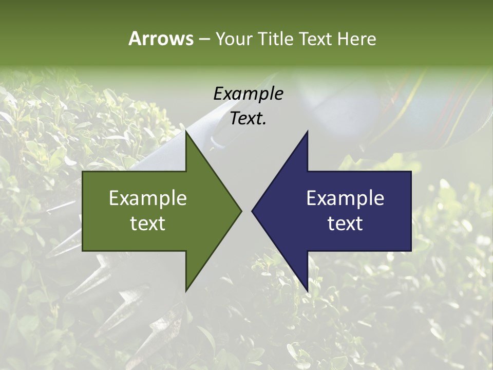 Boxwood Beech Working PowerPoint Template