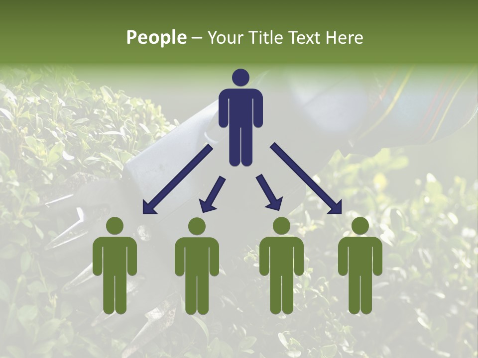 Boxwood Beech Working PowerPoint Template