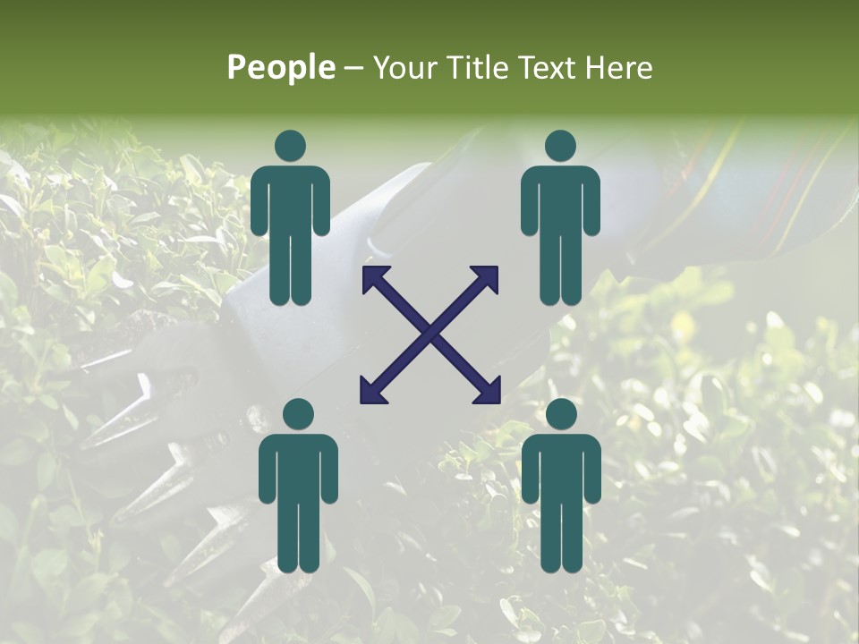 Boxwood Beech Working PowerPoint Template