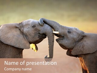 Animal Gentleness Gentle PowerPoint Template