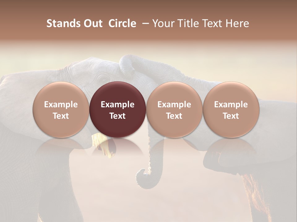 Animal Gentleness Gentle PowerPoint Template