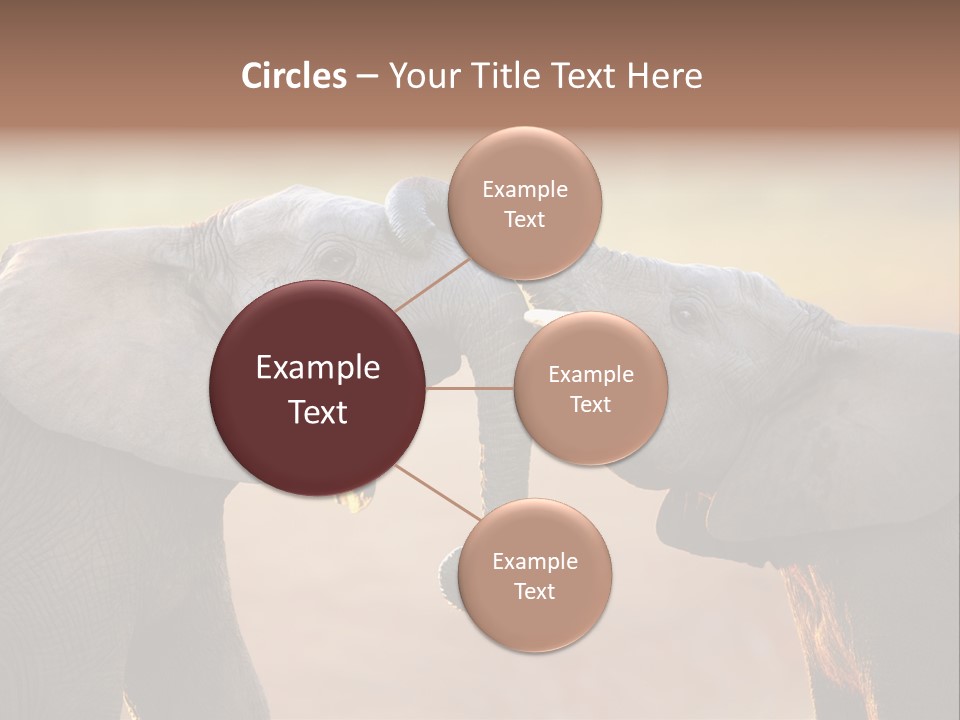 Animal Gentleness Gentle PowerPoint Template