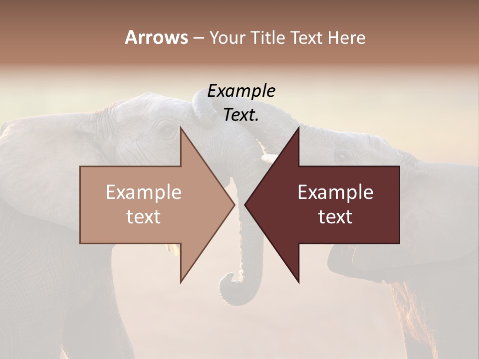 Animal Gentleness Gentle PowerPoint Template