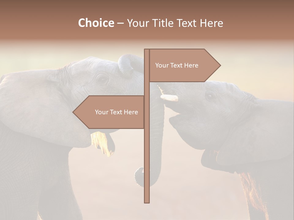 Animal Gentleness Gentle PowerPoint Template