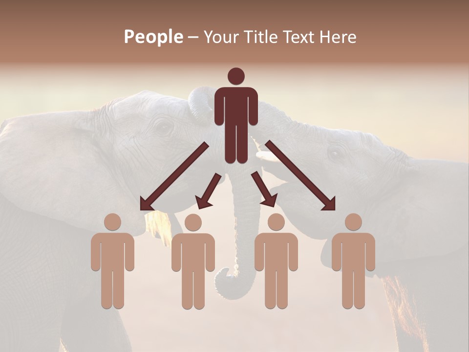 Animal Gentleness Gentle PowerPoint Template