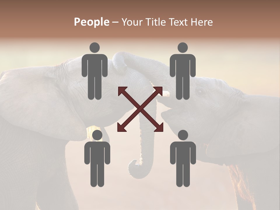 Animal Gentleness Gentle PowerPoint Template