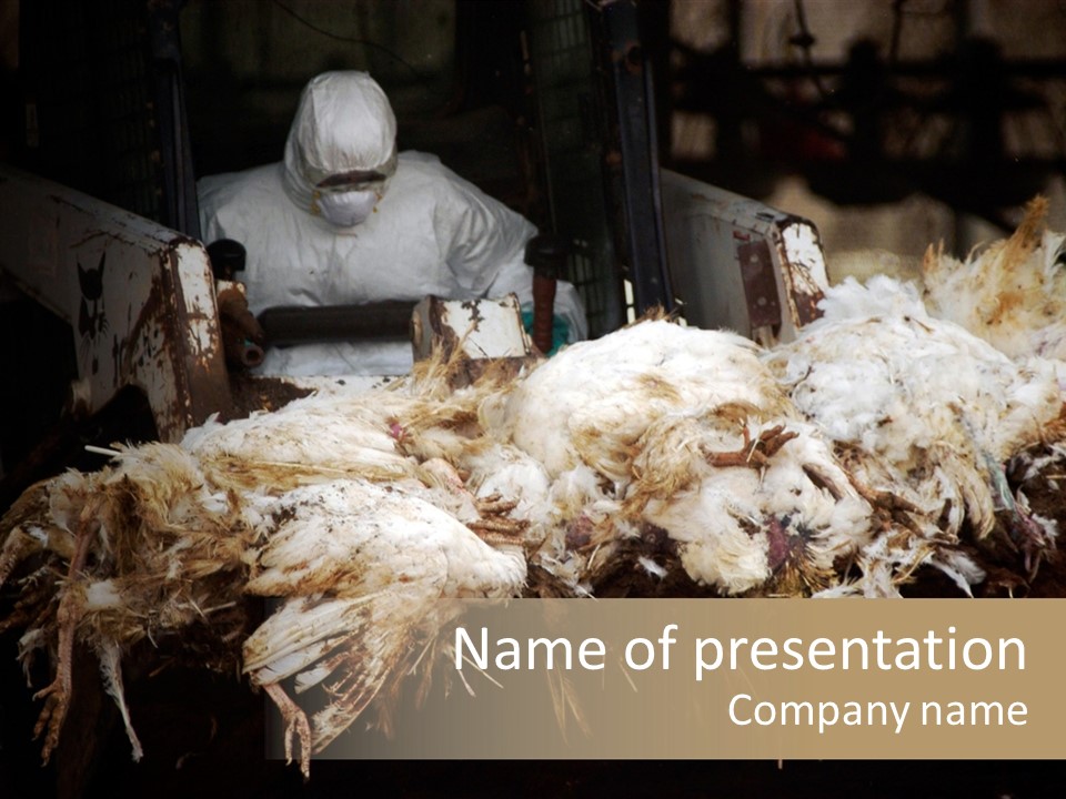 Bird Flu Culling Contaminate PowerPoint Template