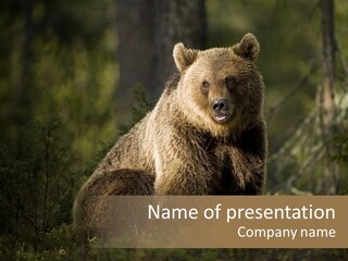 Looking Animal Forest PowerPoint Template