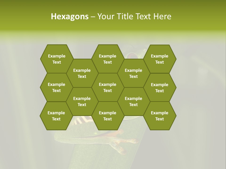 Panama Brown Agalychnis PowerPoint Template