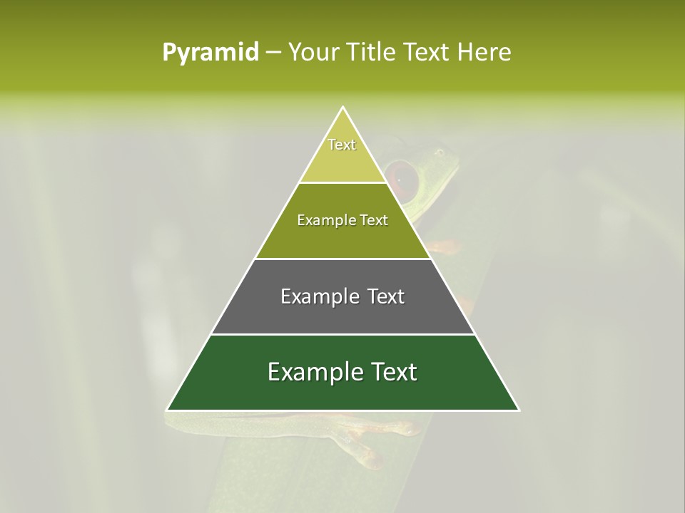 Panama Brown Agalychnis PowerPoint Template