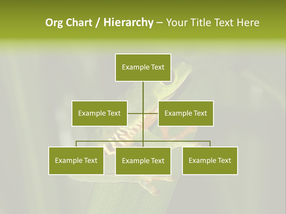 Panama Brown Agalychnis PowerPoint Template