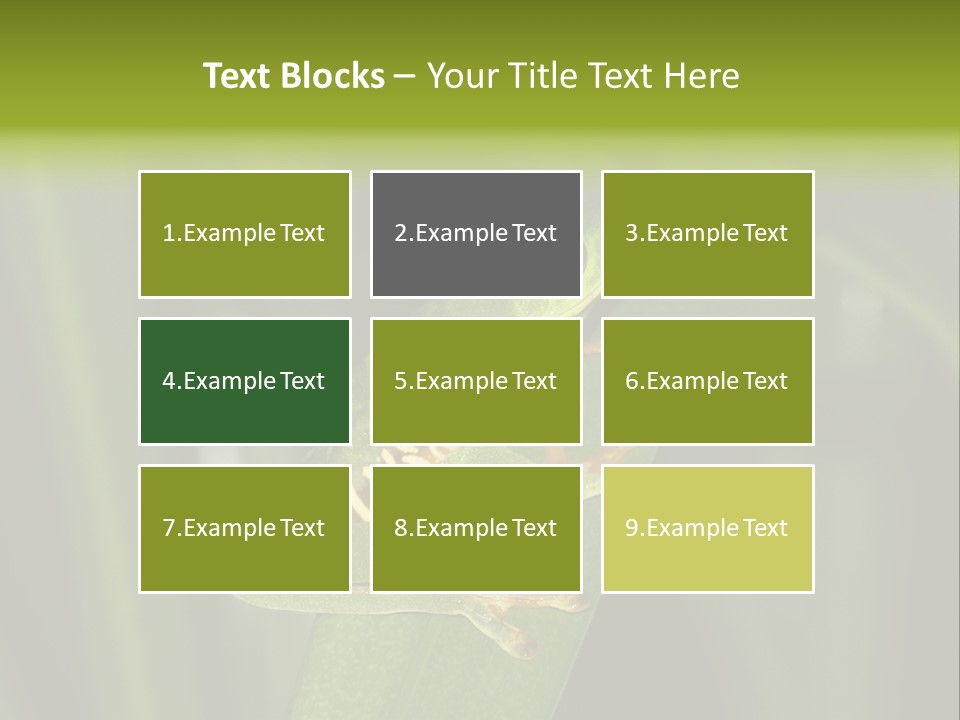 Panama Brown Agalychnis PowerPoint Template