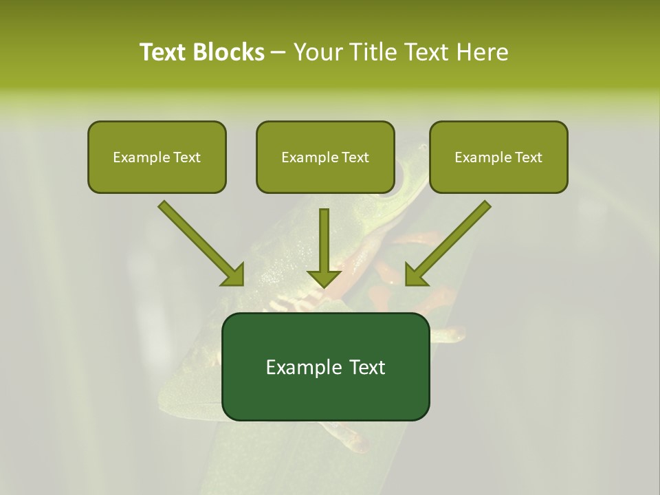 Panama Brown Agalychnis PowerPoint Template