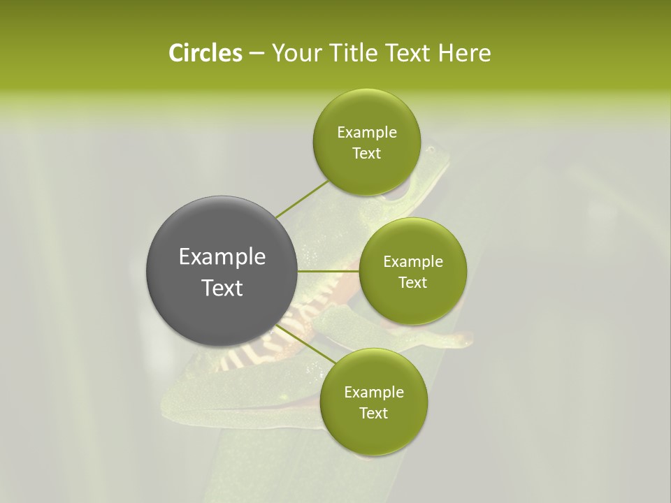 Panama Brown Agalychnis PowerPoint Template