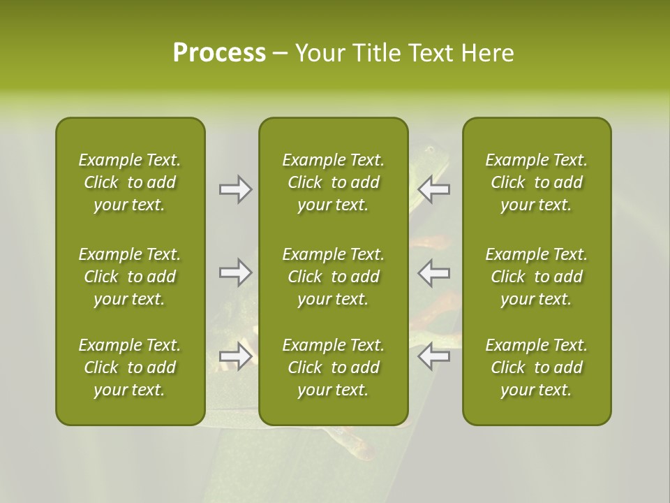 Panama Brown Agalychnis PowerPoint Template