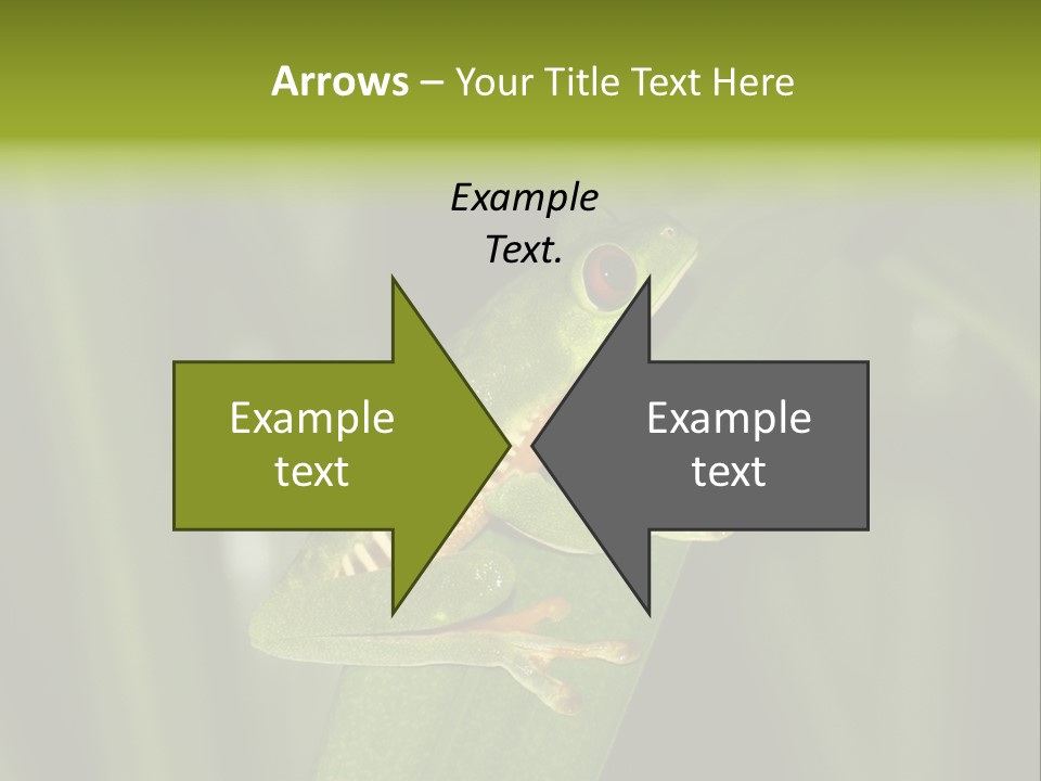 Panama Brown Agalychnis PowerPoint Template