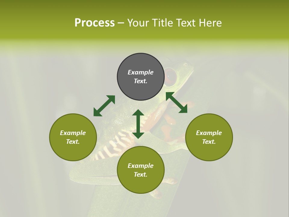 Panama Brown Agalychnis PowerPoint Template