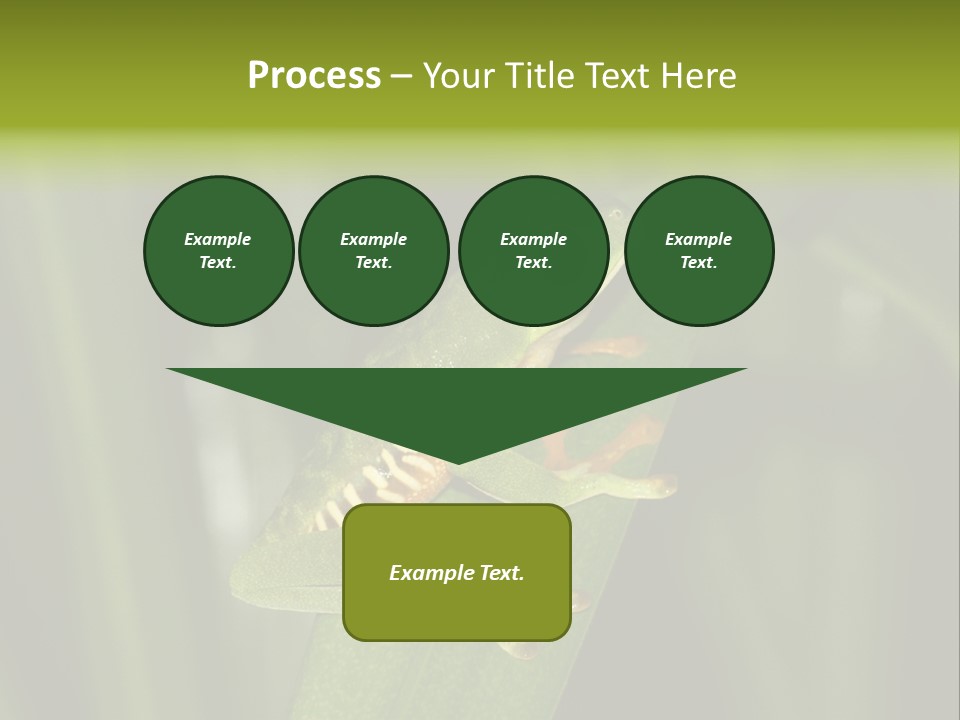 Panama Brown Agalychnis PowerPoint Template