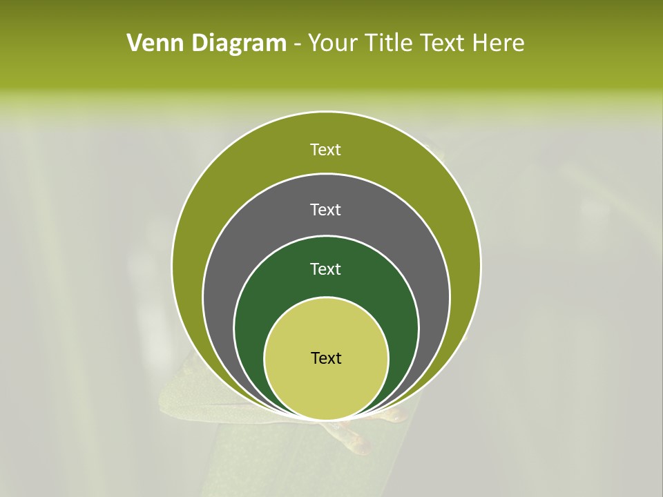 Panama Brown Agalychnis PowerPoint Template