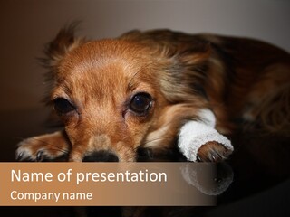 Bandaged Leg Sick Dog Dog Accident PowerPoint Template