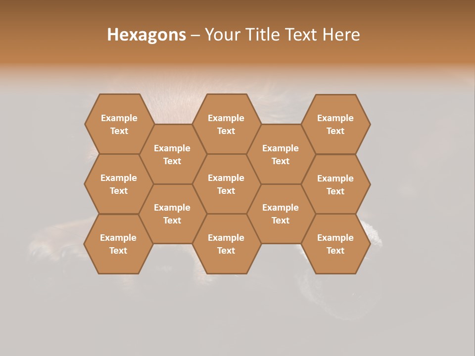 Bandaged Leg Sick Dog Dog Accident PowerPoint Template