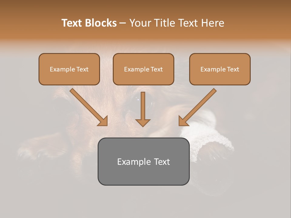 Bandaged Leg Sick Dog Dog Accident PowerPoint Template