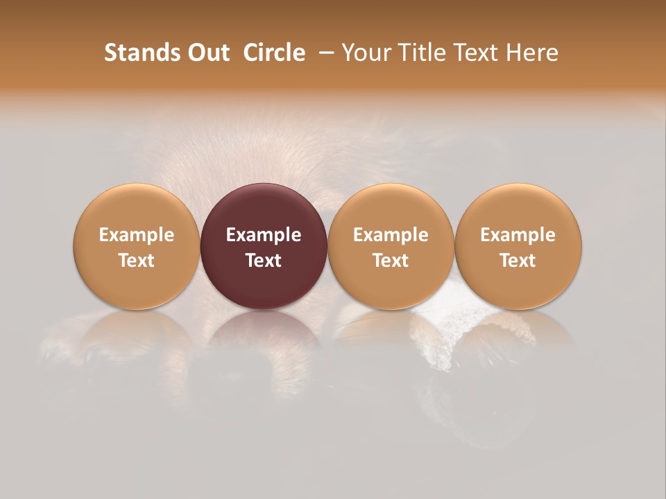 Bandaged Leg Sick Dog Dog Accident PowerPoint Template