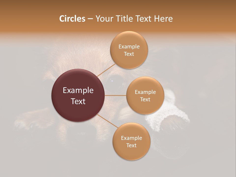 Bandaged Leg Sick Dog Dog Accident PowerPoint Template