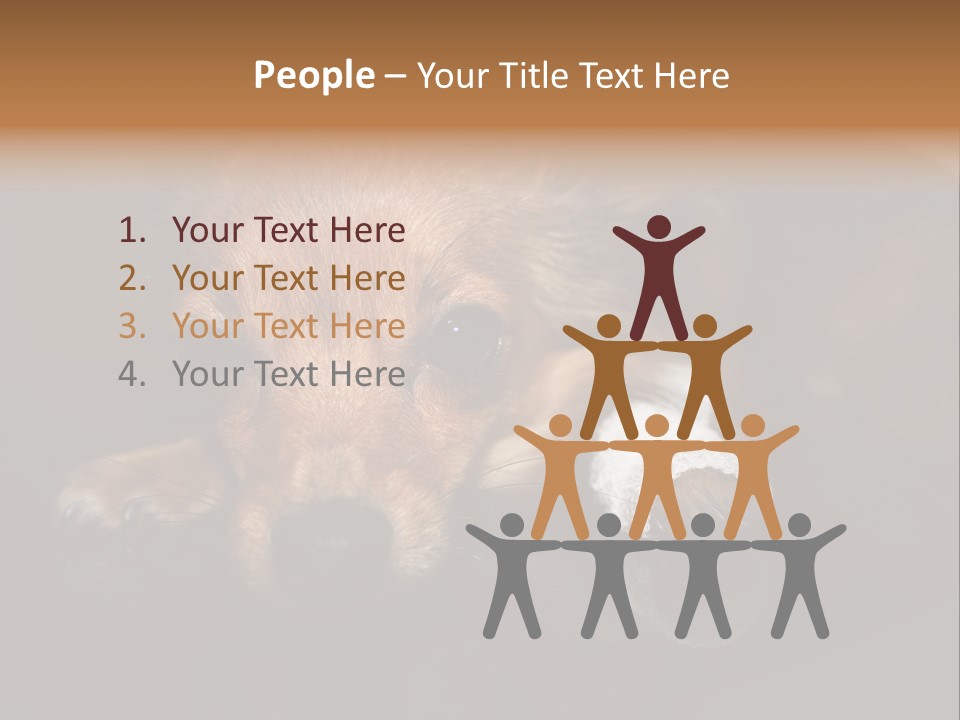 Bandaged Leg Sick Dog Dog Accident PowerPoint Template