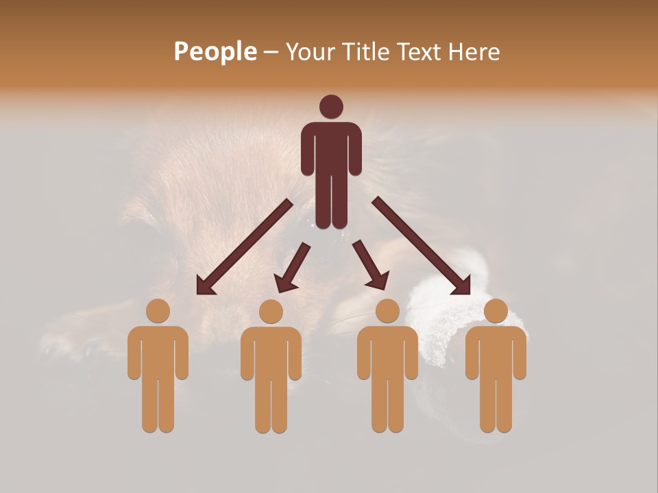 Bandaged Leg Sick Dog Dog Accident PowerPoint Template