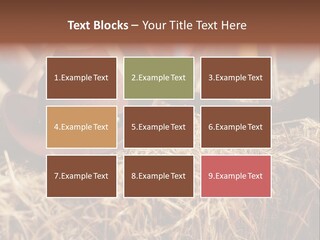 White Western Traditional PowerPoint Template