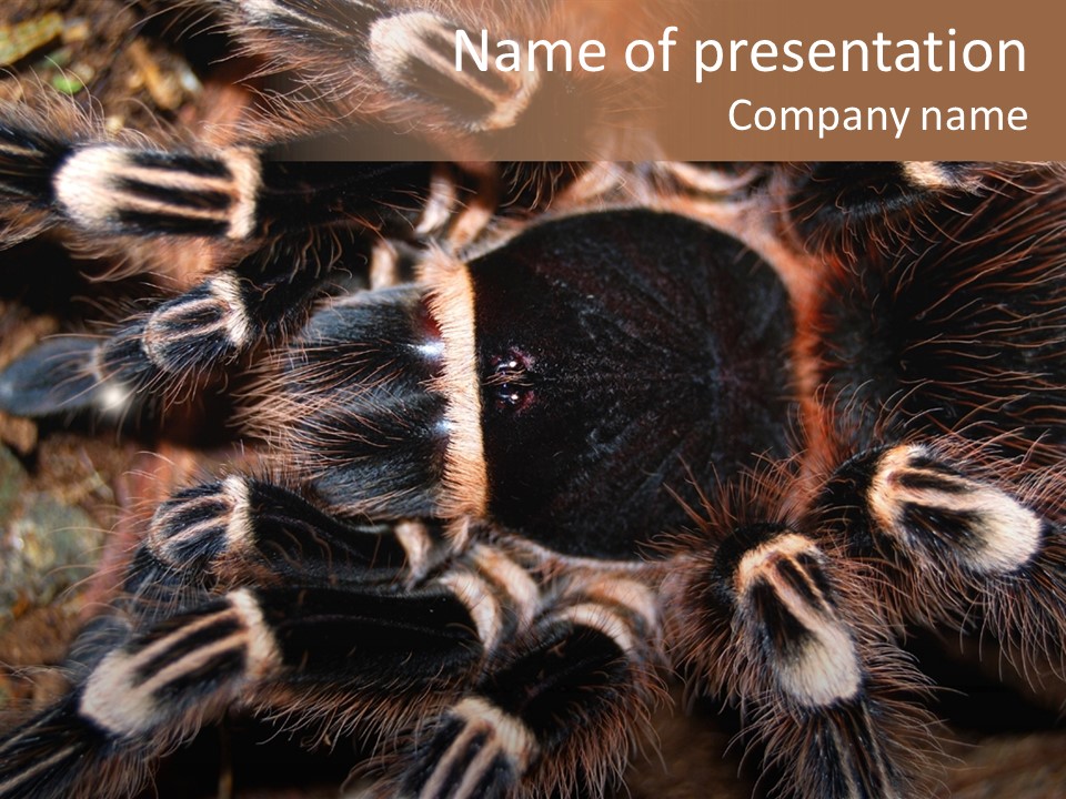 Wild Closeup Spooky PowerPoint Template