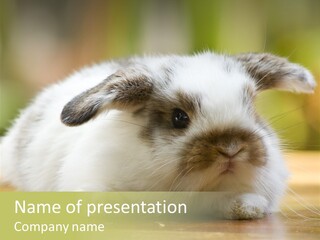 Furry Shot View PowerPoint Template
