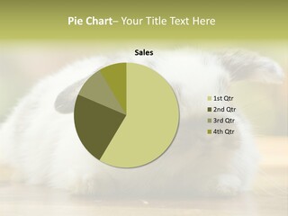 Furry Shot View PowerPoint Template